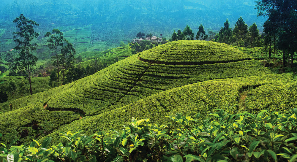 What is Ceylon Tea?