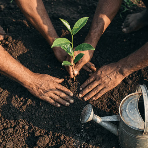 Environmental Stewardship