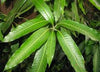 Mango Leaves