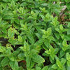Flavour Moroccan mint