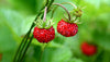 Wild Strawberry
